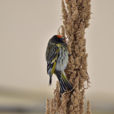 Fire Fronted Serin